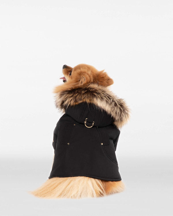 Moose Knuckles - M31UA541 - Pooch Parka - ACCESSORIES - Black / Gold Faux Fur - Detail2
